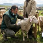 Ghid de informare privind reacțiile normale în campania de vaccinare împotriva Variolei Ovine și Caprine (VOC)